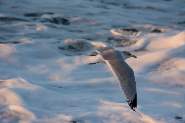 Möwe hebt auf See ab — Stockfoto