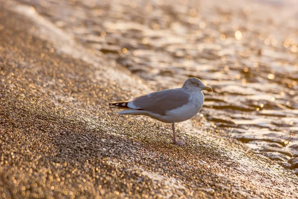 gün batımında denize sıfır, martı