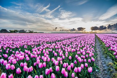bir bulutlu gökyüzü HDR ile Lale alan