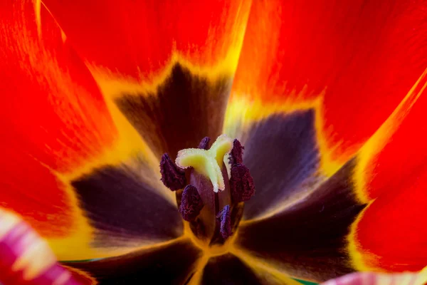 Primo piano macro colpo di tulipano — Foto Stock