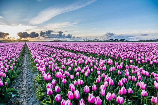 Campo de tulipas com um céu nublado em HDR — Fotografia de Stock