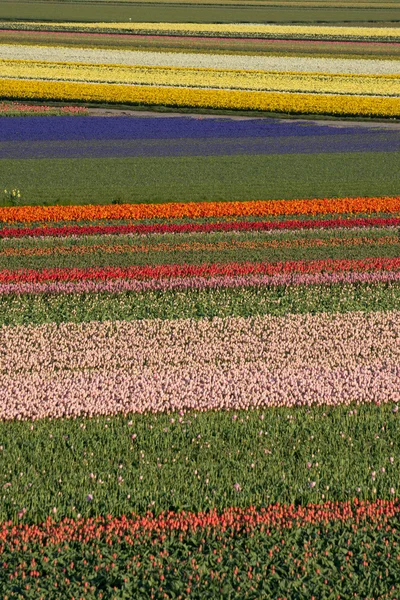 Campo colorido de tulipanes — Foto de Stock