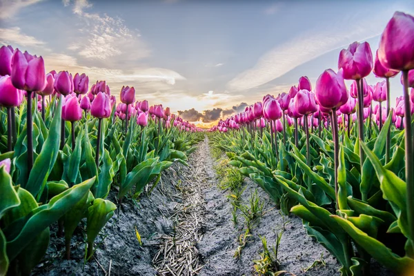 Pola tulipanów z pochmurnego nieba w Hdr — Zdjęcie stockowe