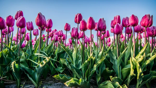 Campo de tulipas com um céu nublado em HDR — Fotografia de Stock