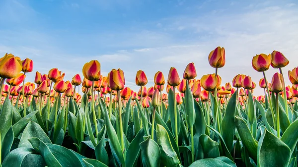 Campo de tulipas com um céu nublado em HDR — Fotografia de Stock