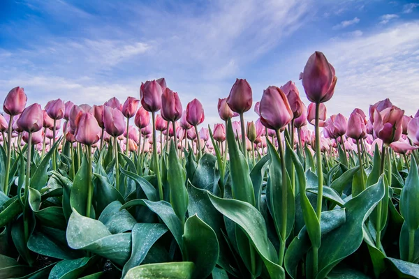 Pola tulipanów z pochmurnego nieba w Hdr — Zdjęcie stockowe