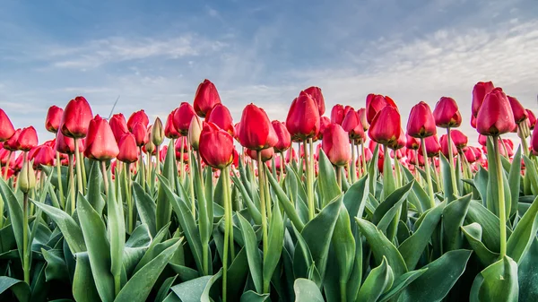 Pola tulipanów z pochmurnego nieba w Hdr — Zdjęcie stockowe