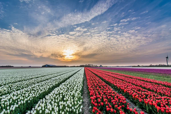 Pola tulipanów z pochmurnego nieba w Hdr — Zdjęcie stockowe