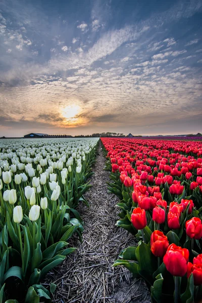 Pola tulipanów z pochmurnego nieba w Hdr — Zdjęcie stockowe