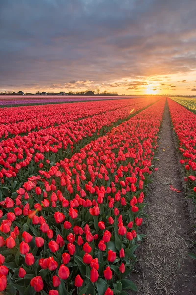 Campo de tulipanes con un cielo nublado en HDR — Foto de Stock