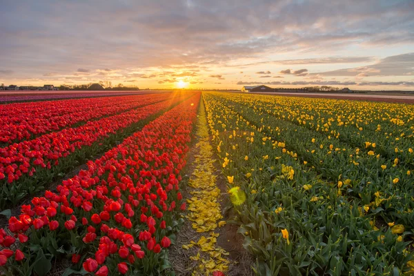 Gebied van tulpen met een bewolkte hemel in Hdr — Stockfoto