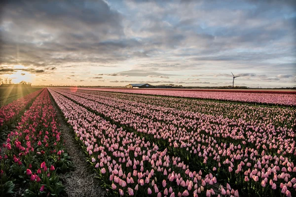 Gebied van tulpen met een bewolkte hemel in Hdr — Stockfoto