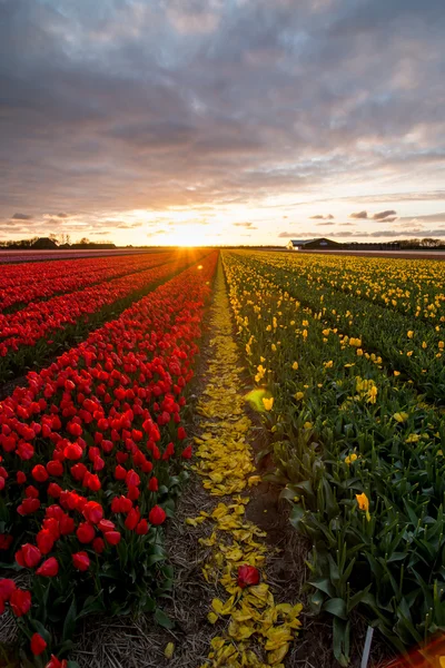 Campo de tulipas com um céu nublado em HDR — Fotografia de Stock