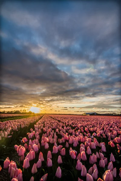 Pola tulipanów z pochmurnego nieba w Hdr — Zdjęcie stockowe