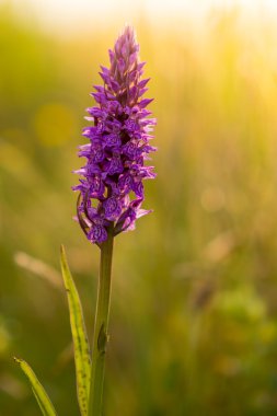 ortak benekli orkide çiçek gün batımında