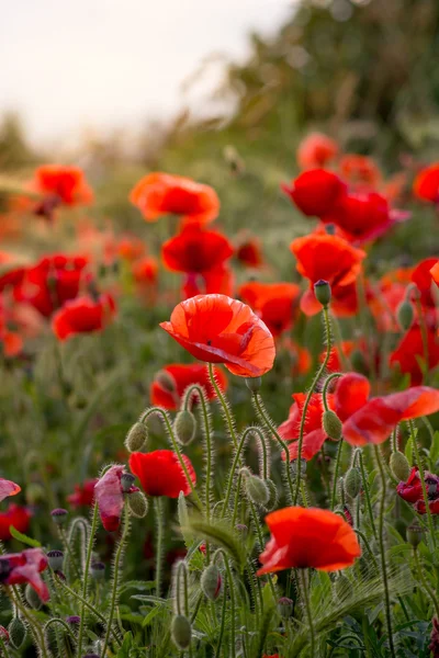 gün batımında kırmızı haşhaş