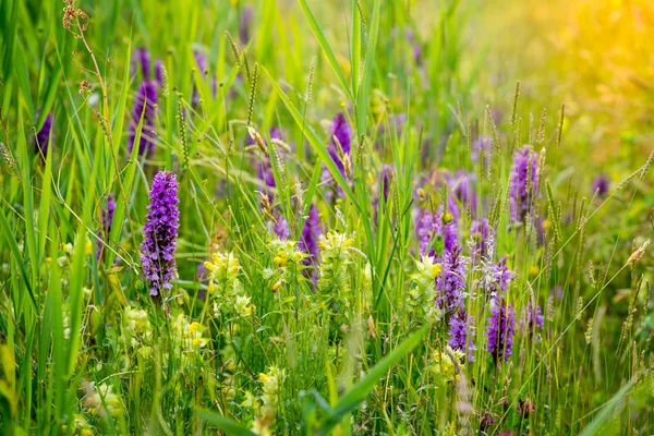 ortak benekli orkide çiçek gün batımında