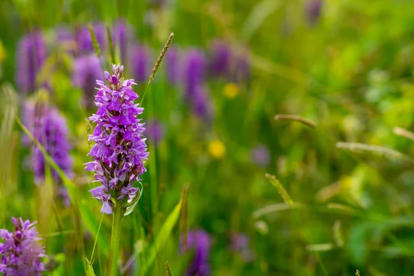 ortak benekli orkide çiçek gün batımında