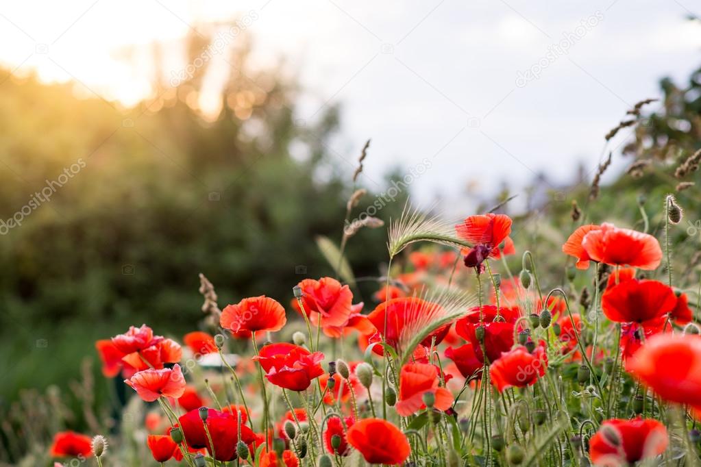 red poppies at sunset