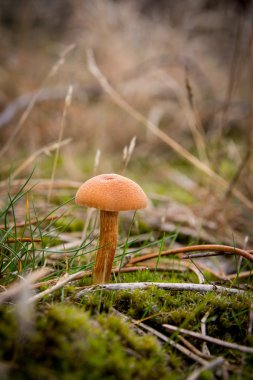 sonbaharda ormanda mantar