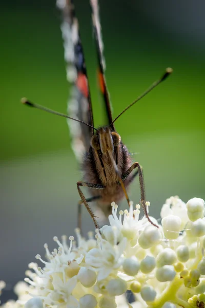 Primer plano de la mariposa atalanta —  Fotos de Stock