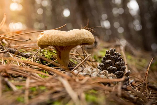 Fungo in autunno nella foresta — Foto Stock