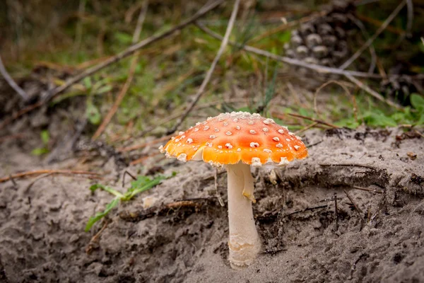 Hongo en el otoño en el bosque —  Fotos de Stock