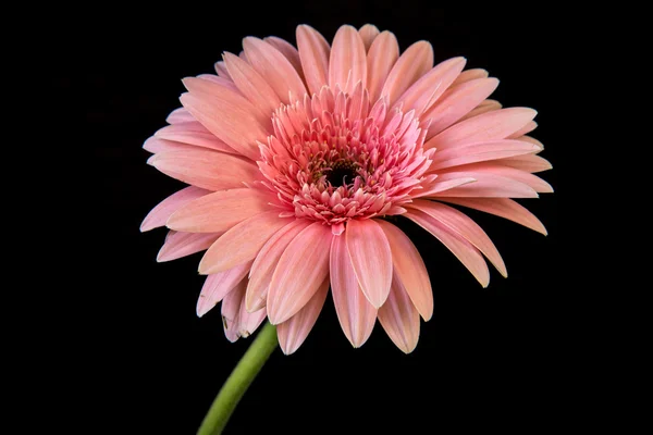 Flor gerbera rosa sobre fondo negro — Foto de Stock
