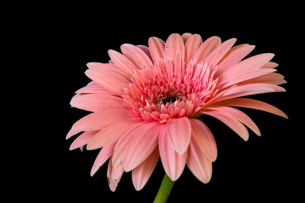 Рожева квітка гербери на чорному тлі — стокове фото