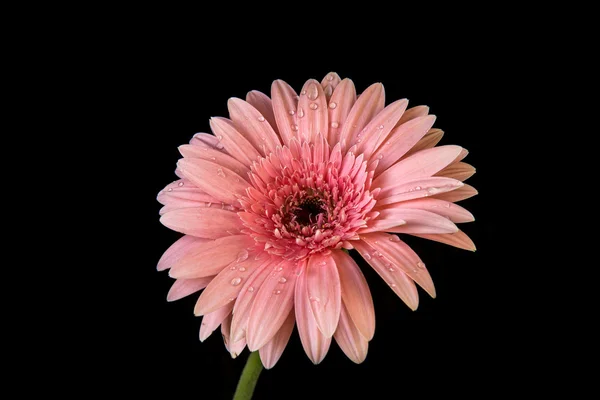 Розовый цветок герберы на черном фоне — стоковое фото