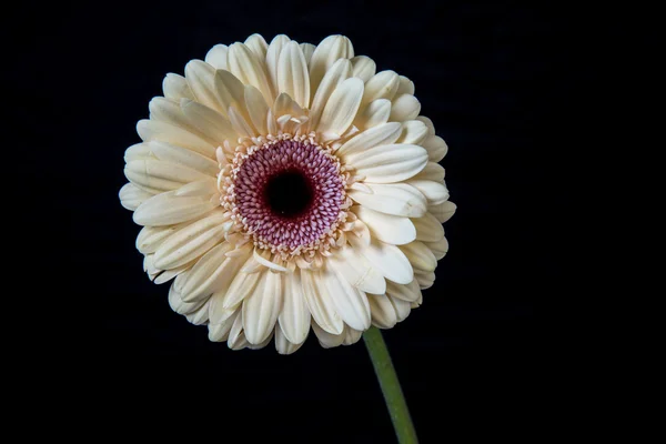 Fiore di gerbera rosa su sfondo nero — Foto Stock