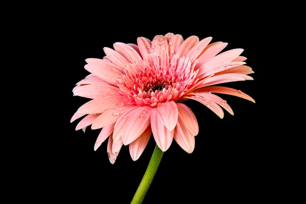 Siyah arkaplanda pembe gerbera çiçeği