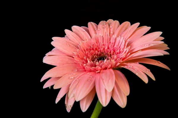 Fiore di gerbera rosa su sfondo nero — Foto Stock