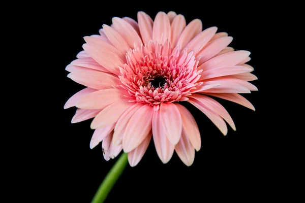 Fiore di gerbera rosa su sfondo nero — Foto Stock