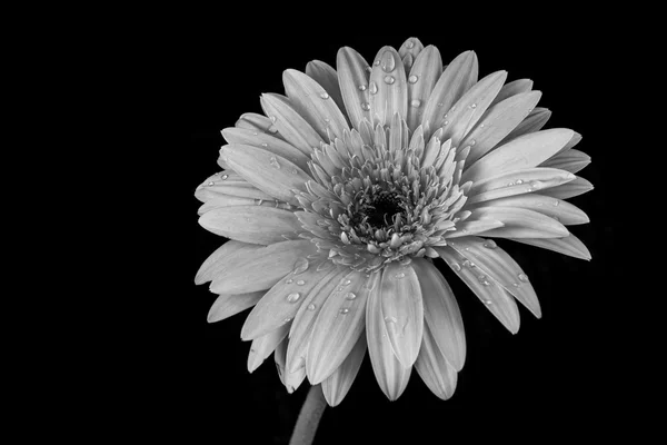 Siyah arkaplanda pembe gerbera çiçeği