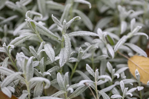 Frost Manhã Nas Folhas Plantas Verdes — Fotografia de Stock