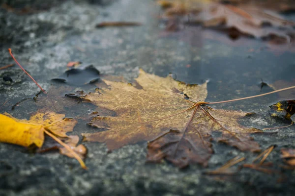 Feuille Érable Jaune Dans Une Flaque Eau Gros Plan — Photo