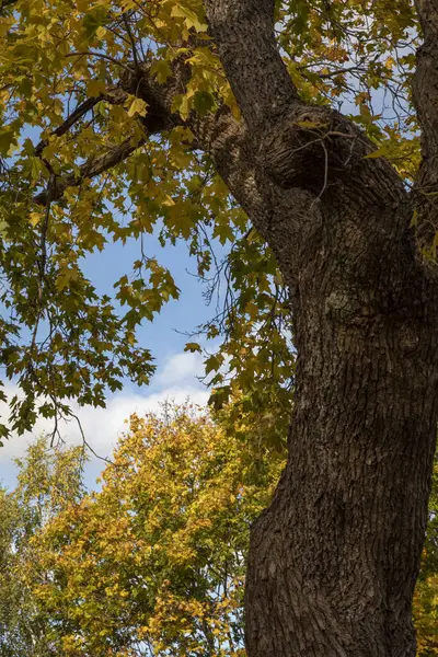 Coroa Árvore Outono Amarelo Contra Céu Azul — Fotografia de Stock