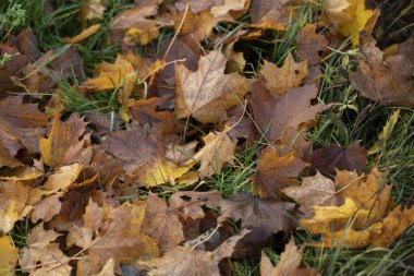 Sarı sonbahar yapraklarının yeşil çimenlerdeki arka planı