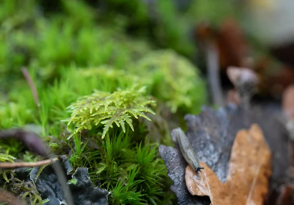 Őszi Erdőkben Esőről Esőre — Stock Fotó