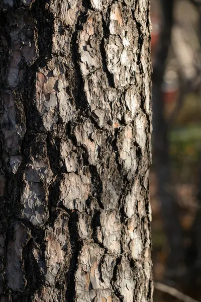 배경이 나무줄기 — 스톡 사진