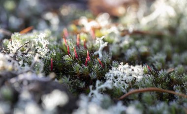 Sonbahar ormanındaki çimlerin üzerinde sabah çiği.