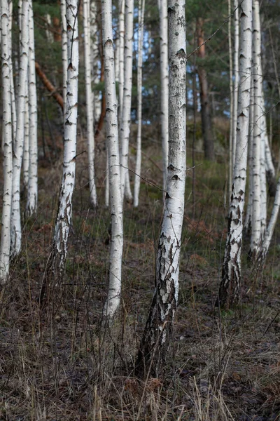 Björkdunge Höstdag — Stockfoto