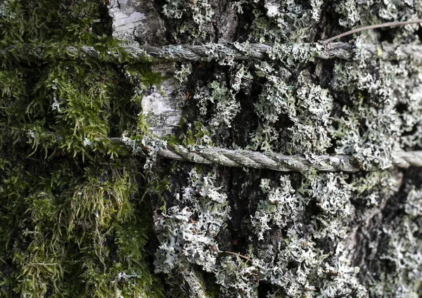 Yosun Kaplı Eski Bir Iple Bağlanmış Bir Ağaç Gövdesi — Stok fotoğraf