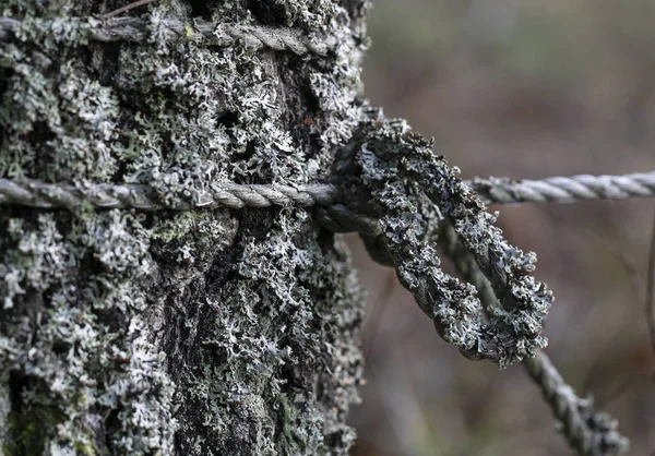 나무줄기에 이끼로 뒤덮인 — 스톡 사진