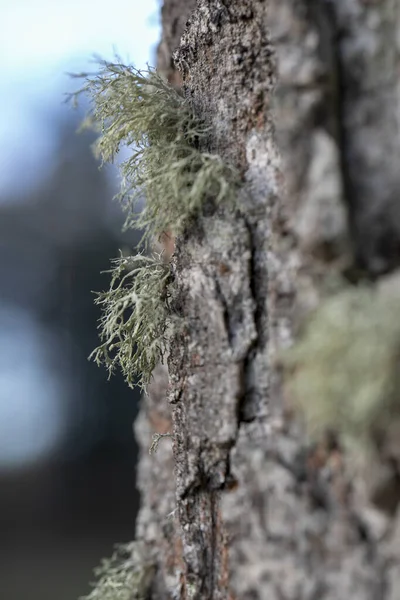 나무줄기에 — 스톡 사진