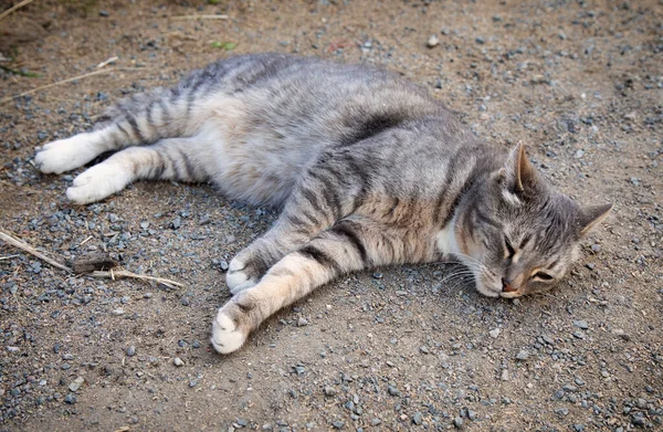 Gray cat lying on the sand
