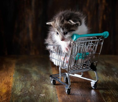 Yemek arabasındaki küçük kedi yavrusu