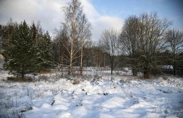 Snowy Las Pod Błękitnym Niebem Zimowy Dzień — Zdjęcie stockowe