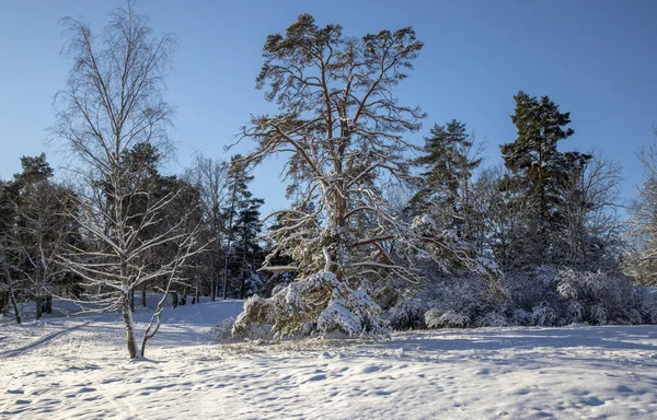 Snötäckt Skog Blå Himmel Vintern Frostig Morgon — Stockfoto